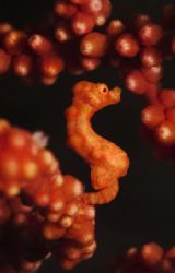 'Pigmy' from Lembeh. Taken with Olympus E-20 in Titan hou... by Istvan Juhasz 